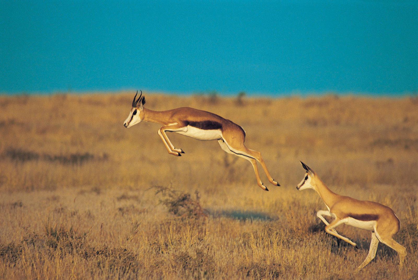 Springbok Publications