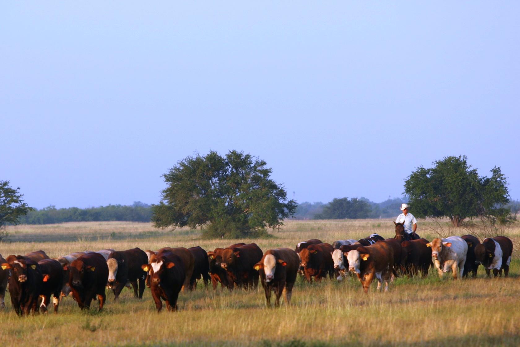 McAllen Ranch All Natural Beef | Edinburg TX