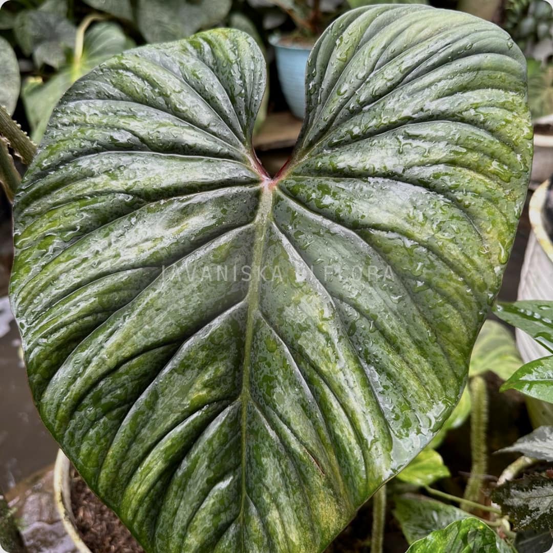 Philodendron plowmanii variegated . 😁 dm for details ⭐️ bangkok