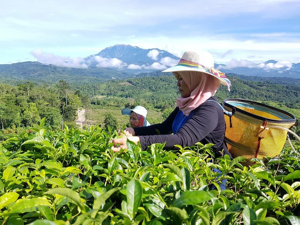 DZ Journey - 📍 Sabah Tea Ranau 🫖 #desadairyfarm... | Facebook