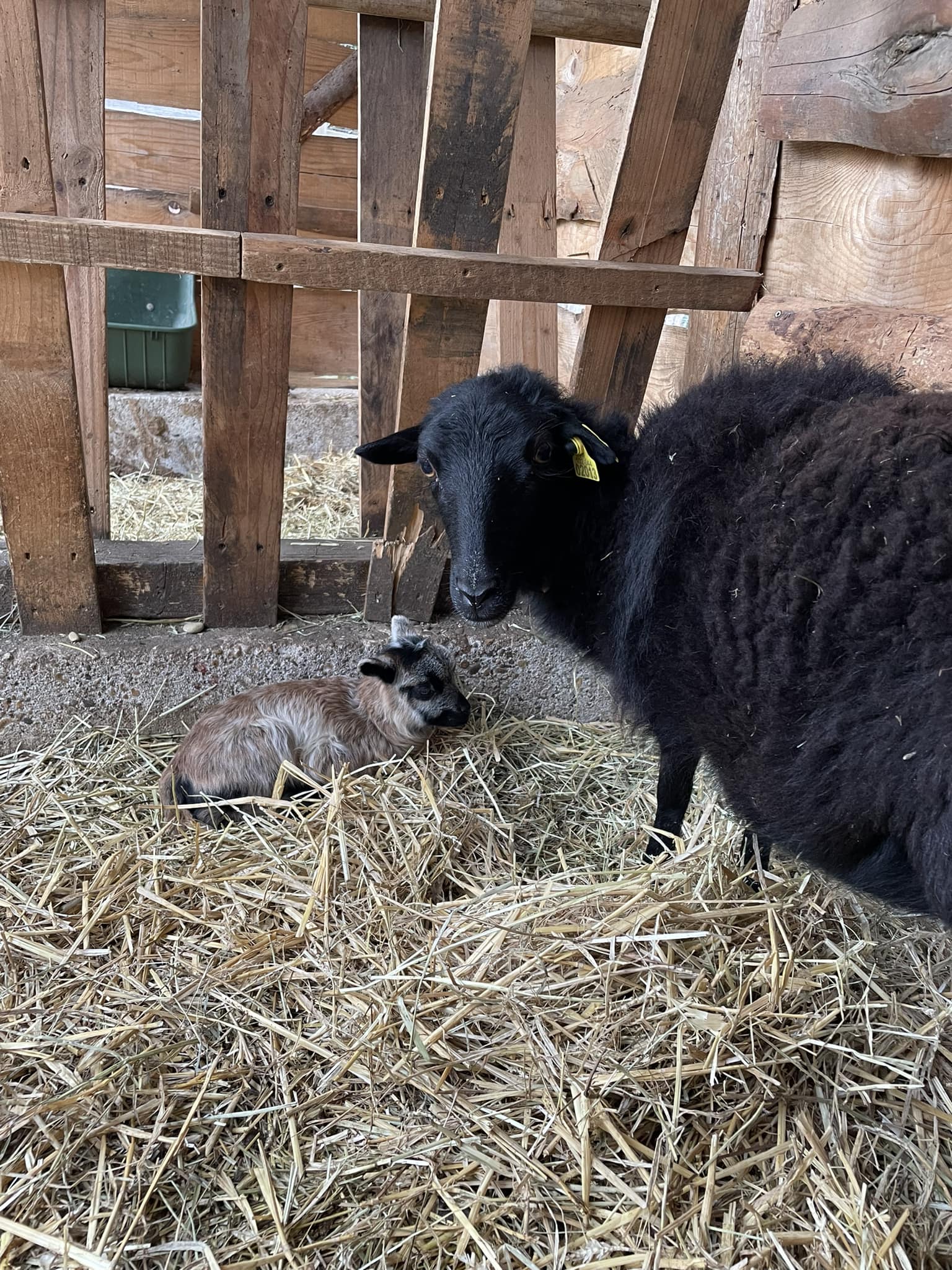 La Ferme De Briska Pédagogique Itinérante