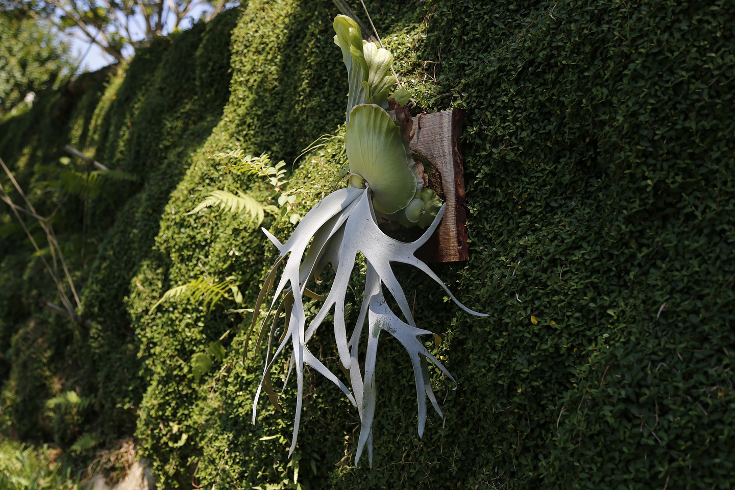 晴花鹿苑 - 《P.willinckii white rose》白玫瑰 黑色背景牆適合分岔多且複雜的侏儒類型... | Facebook