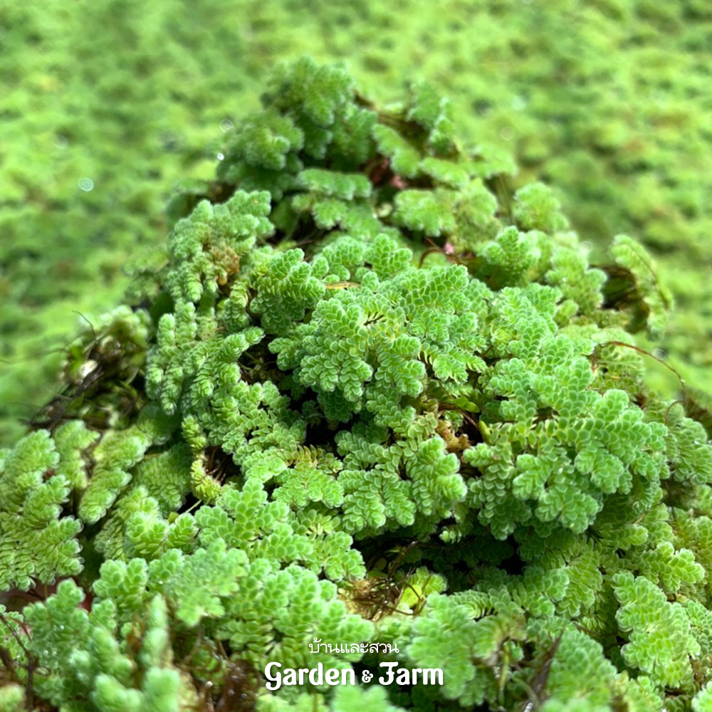 บ้านและสวน Garden & Farm - Azolla หรือที่หลายๆ คนรู้จักในชื่อแหนแดง มี ...