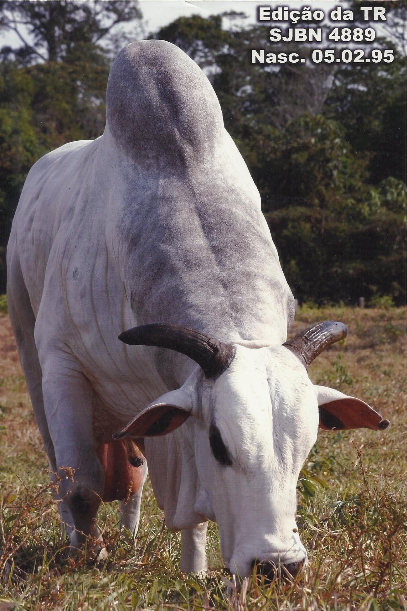 Vacaa😂 Acesse: www.bullrural.com.br #pecuaria #gado #boi #nelore # ...