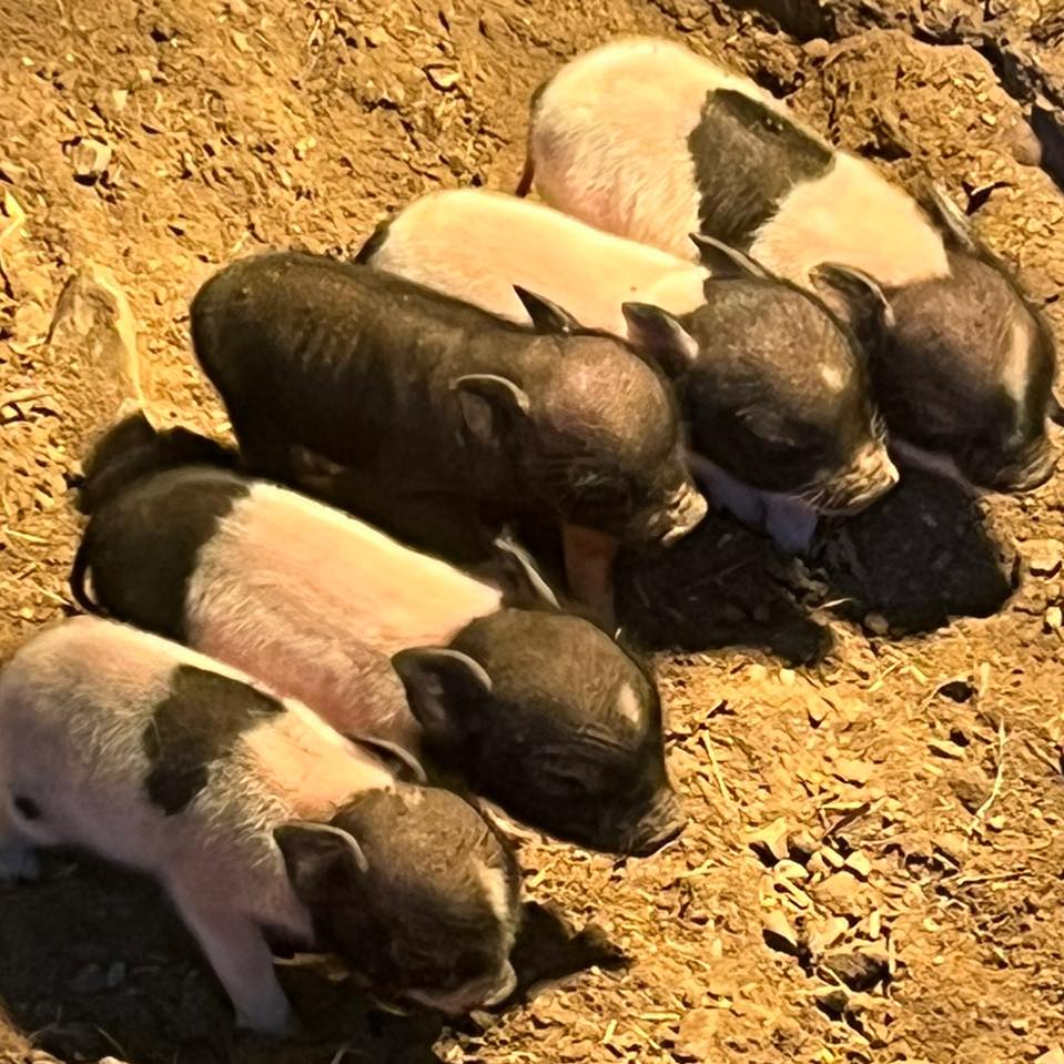 WT’S Almosta Ranch
