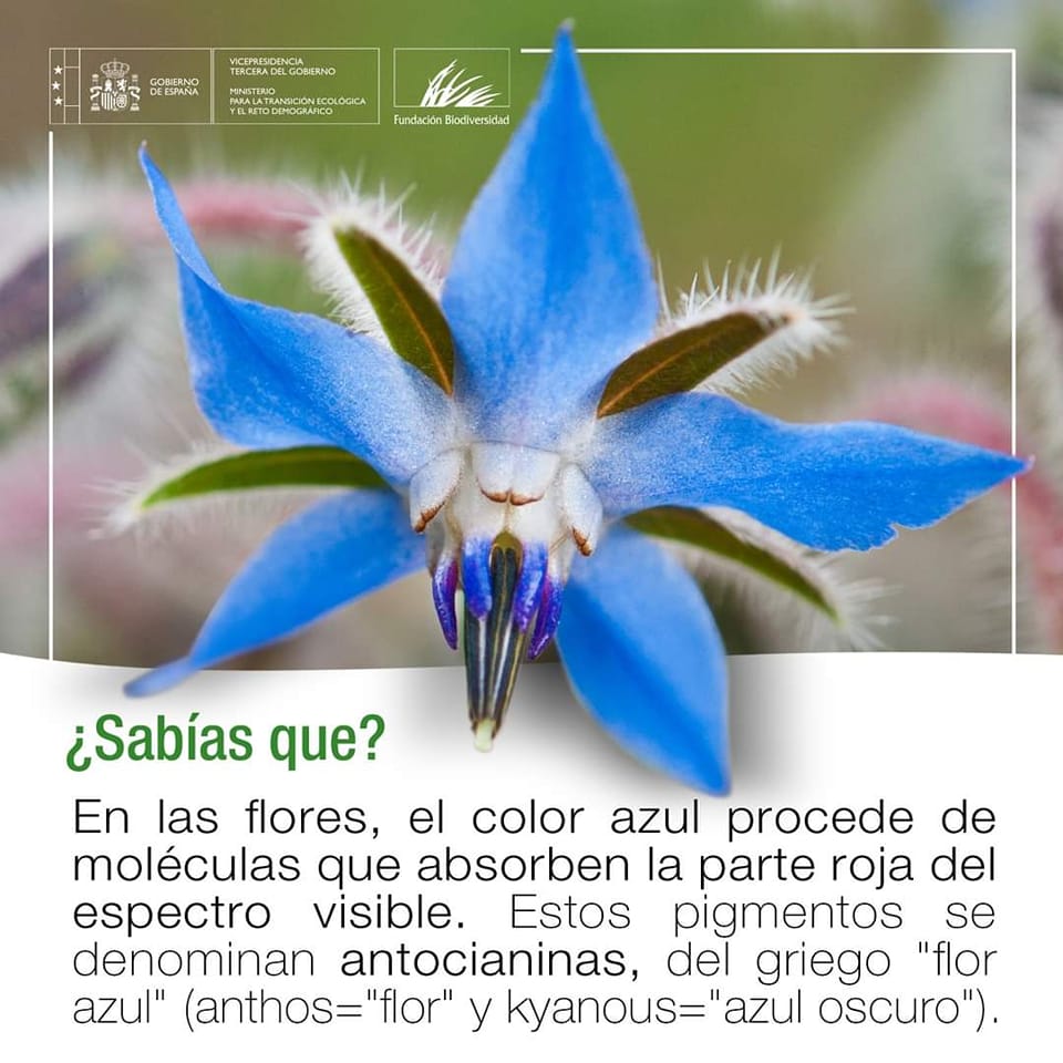 El color azul 🔵 es el color más raro de la naturaleza 🌳 De las más de ...