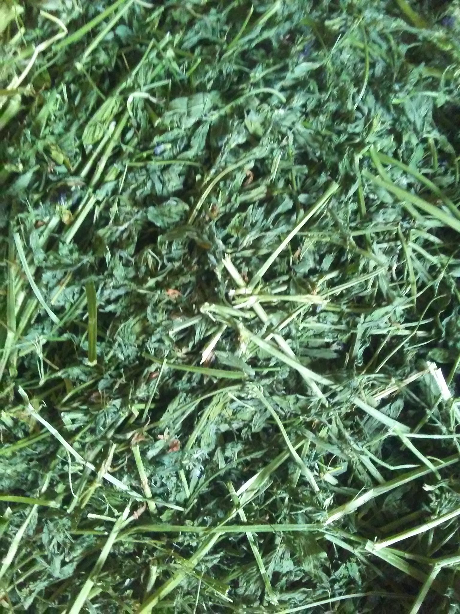 Western Hay Sales