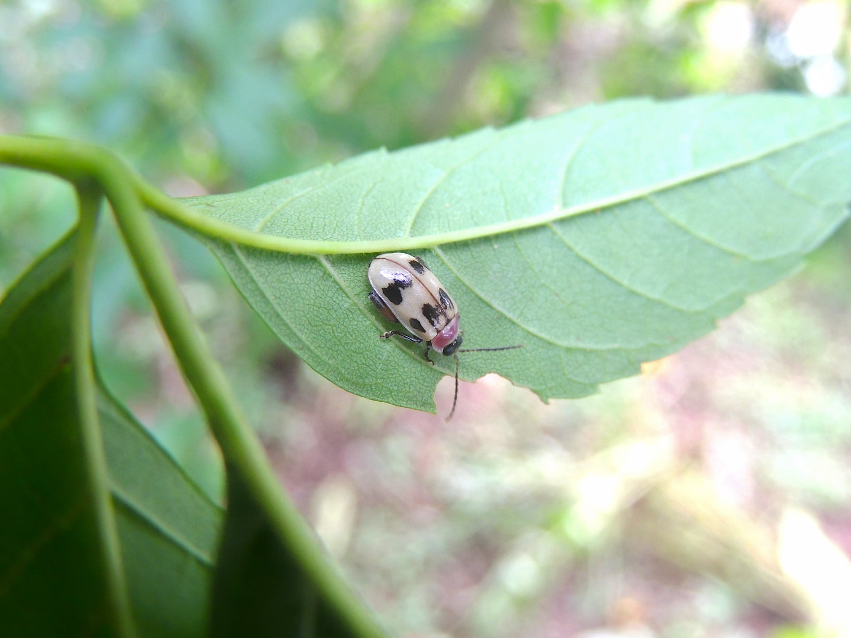 What is the Alagoasa species of beetle?