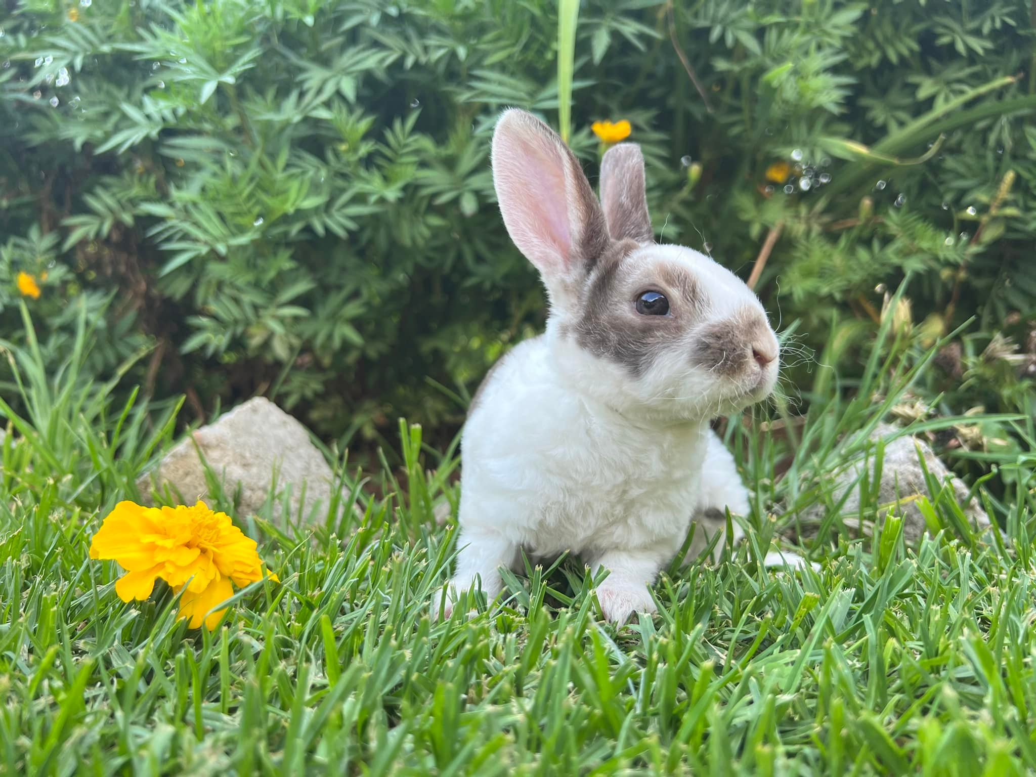 Hops Rabbitry