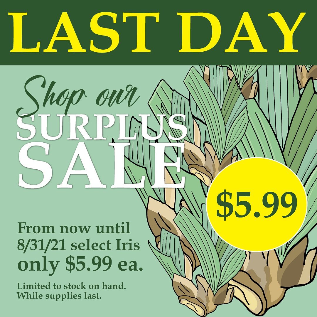 Schreiner S Iris Gardens It S The Last Day Of Our Surplus Sale Shop Now On Our Over Stocked Iris And Spend Only 5 99 Each On Some Of Our Outstanding Verities Facebook