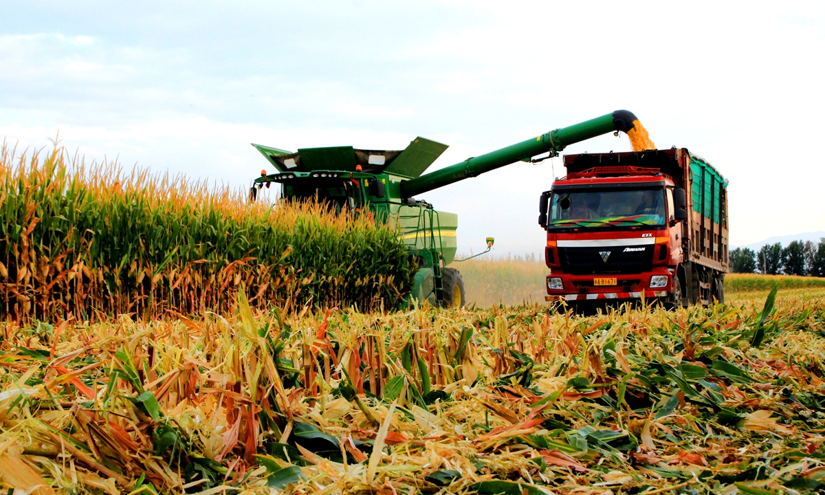 Global Times - A reaping machine harvests corn in Yumin...