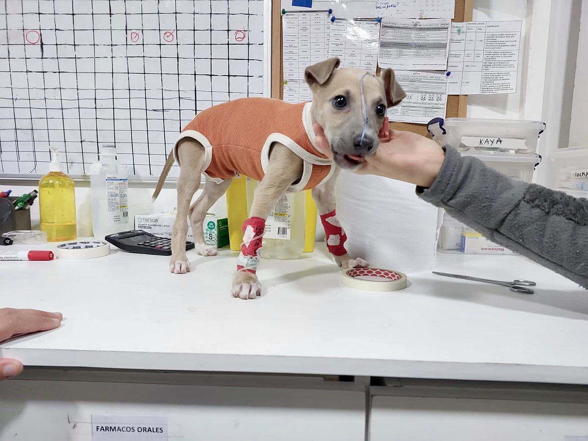 👨🏻‍⚕️Huellita llegó con... - Helpet Hospital Veterinario | Facebook