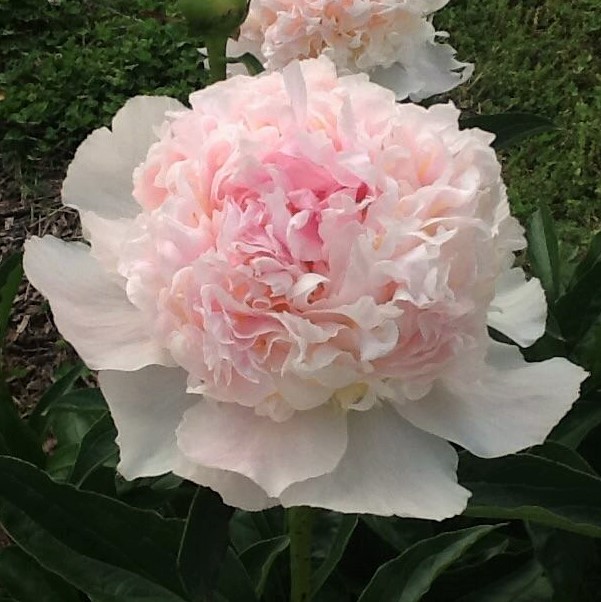 Hollingsworth Peonies