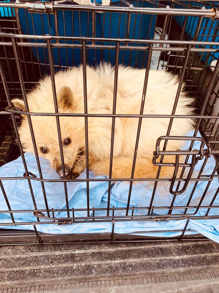 CatbirdDesign - A new patient - a leucistic raccoon -... | Facebook