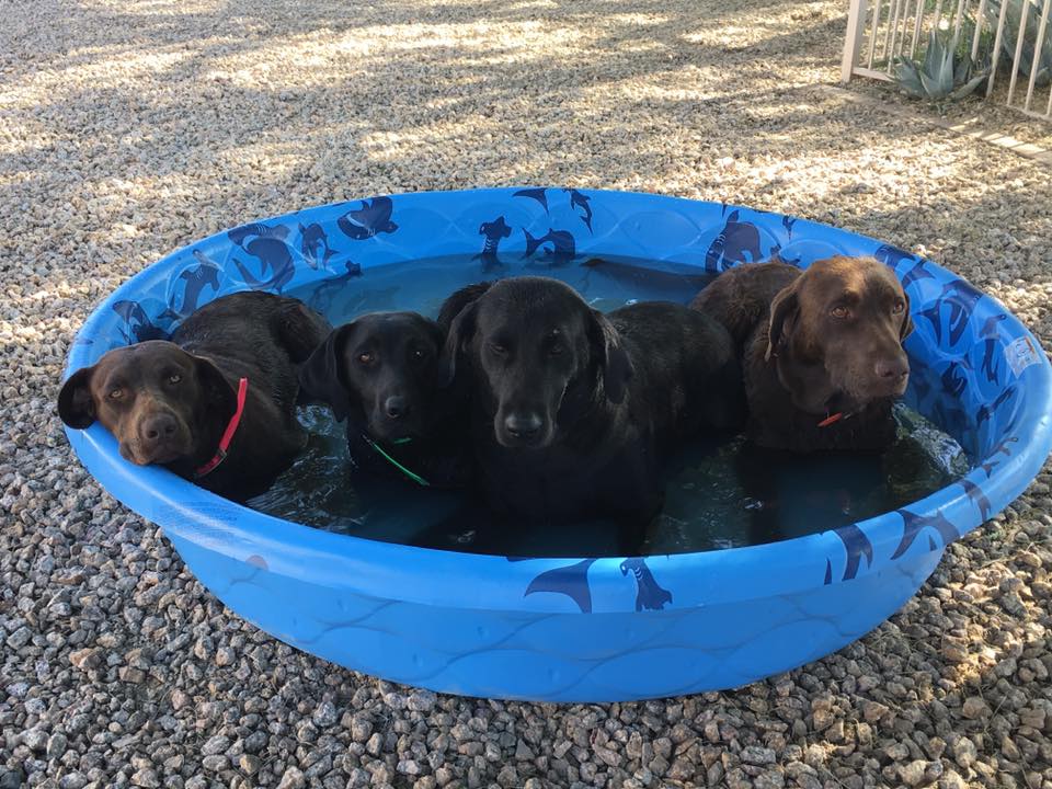 Tip-Top Labradors | Facebook