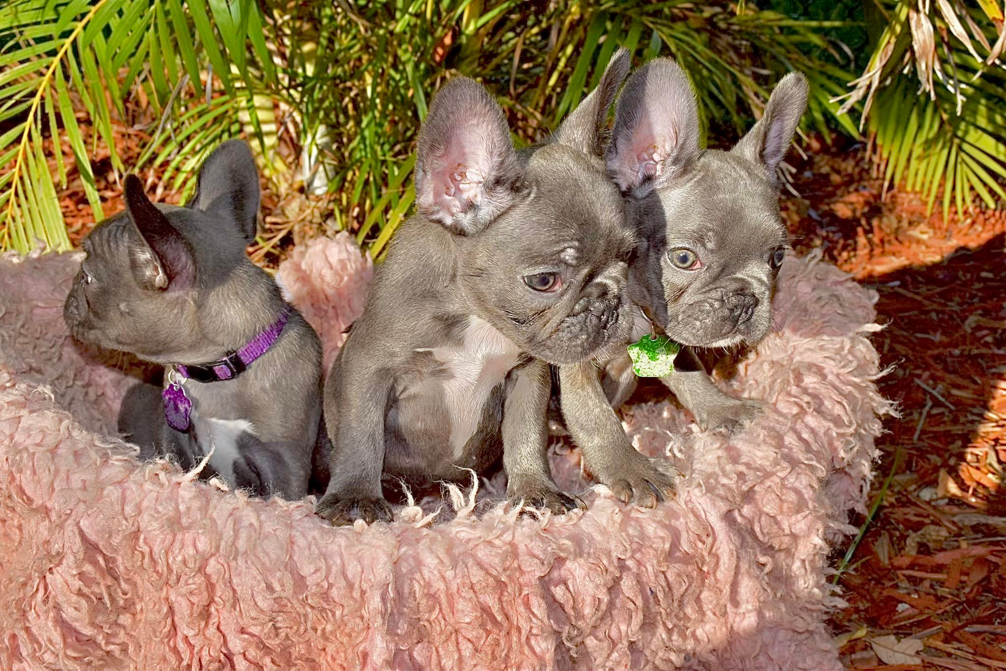 The Dapper Frenchie
