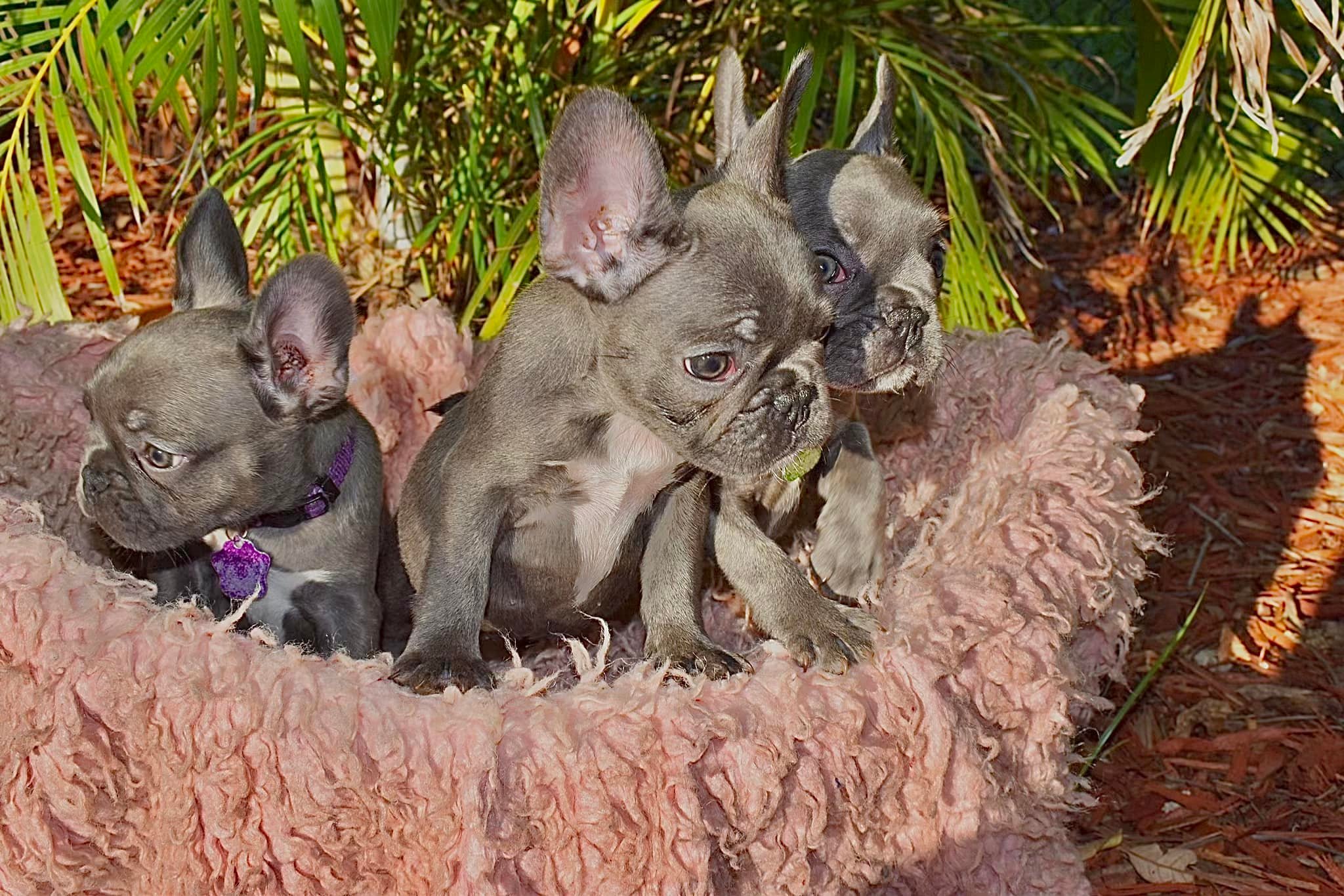 The Dapper Frenchie
