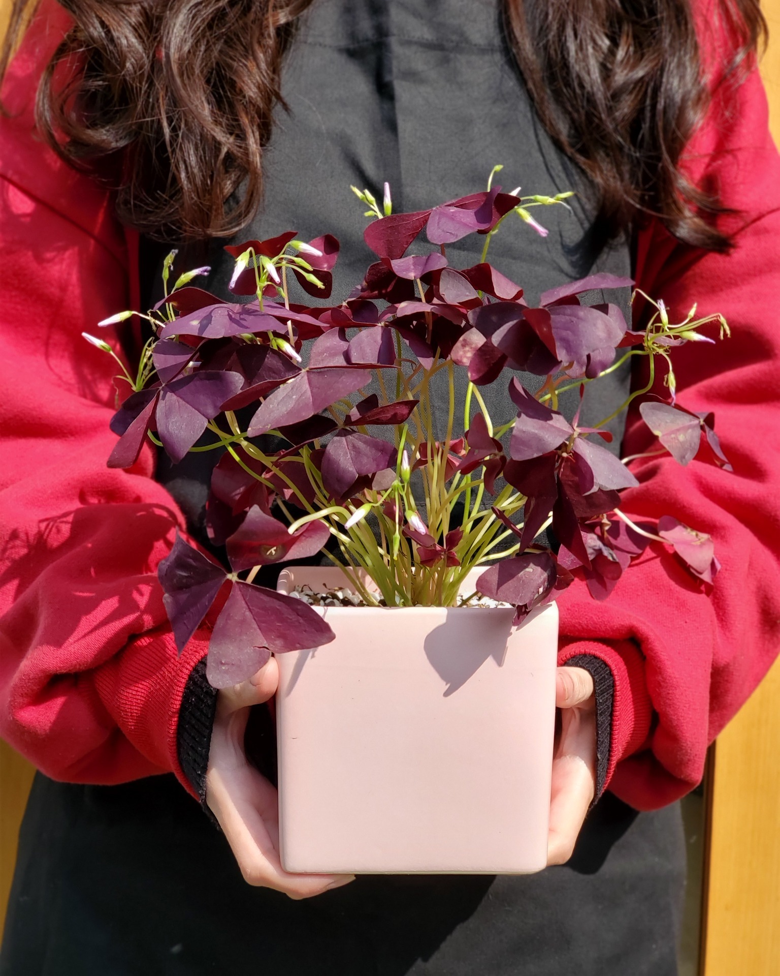 🦋🦋🦋 OXALIS TRIANGULARIS... - The Rare Rium - Plant & Moss Art