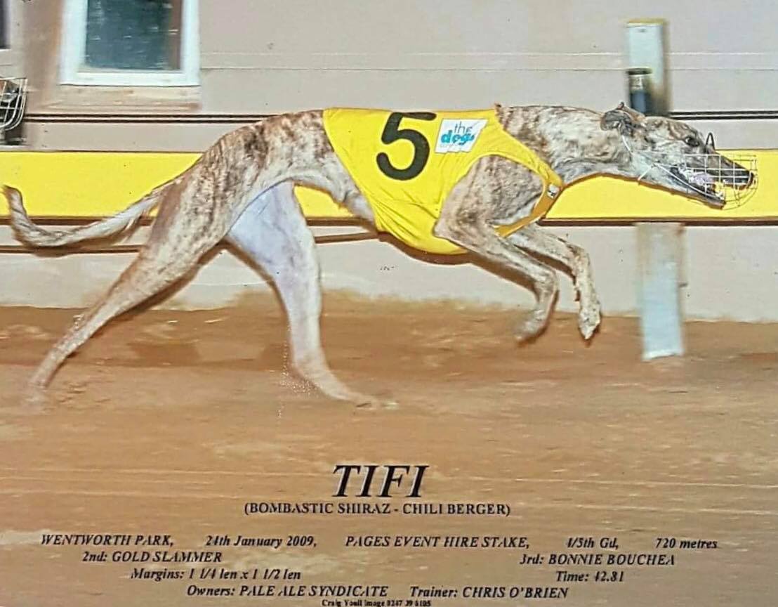 Tifi - 2013 NSW Dam of the Year