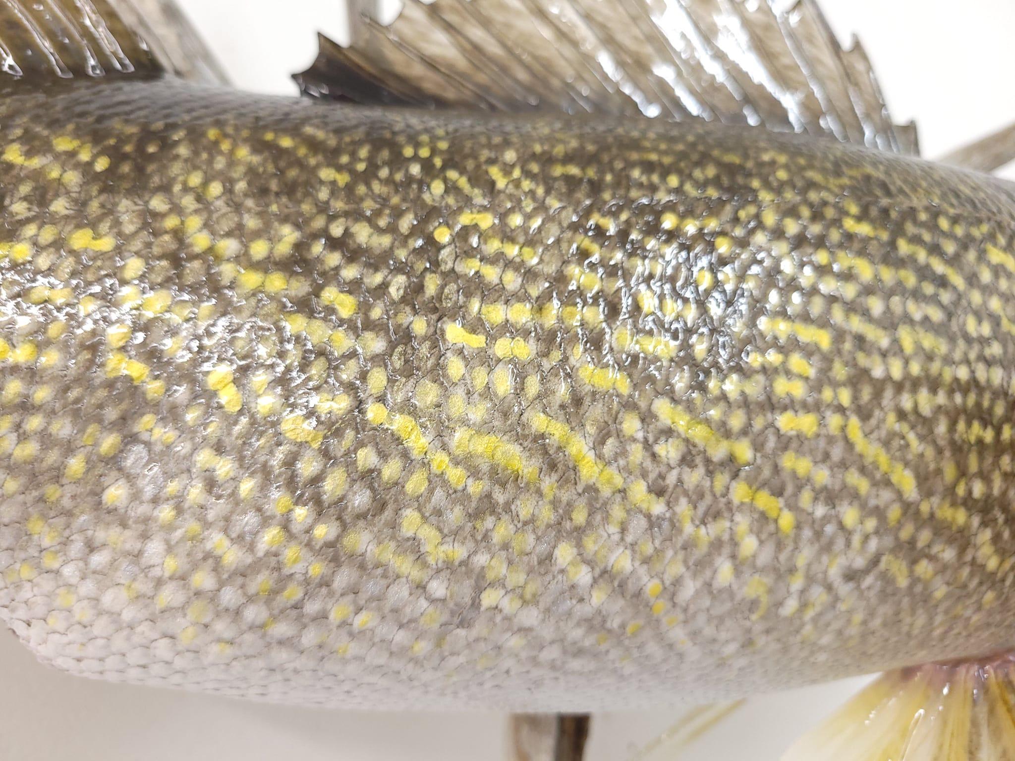 Angler's Touch Fish Art & Taxidermy