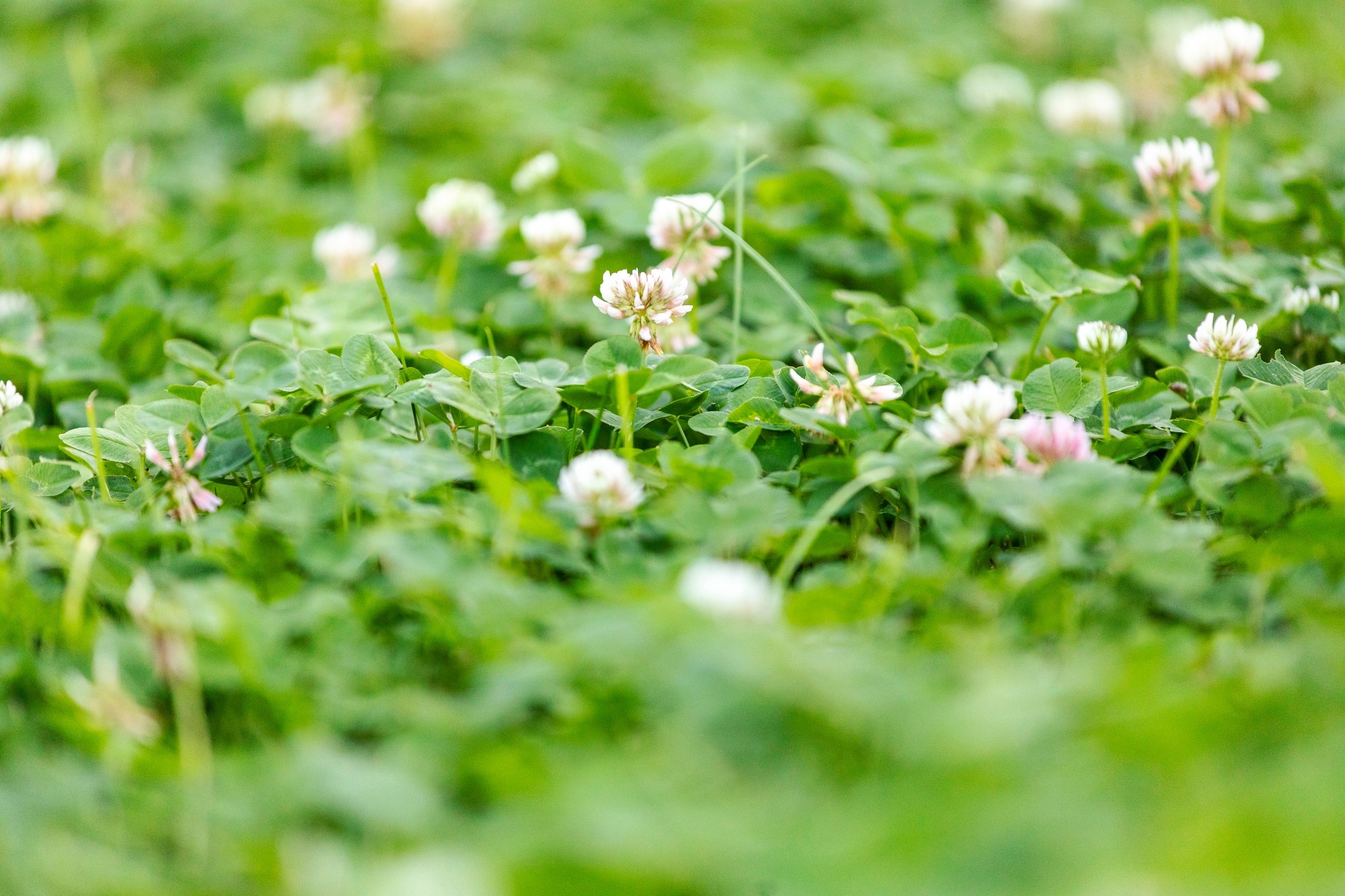 Grasslands Turf | New Romney