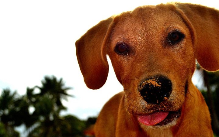 Southwest - Here's Solomon, he loves chasing waves, hogging the bed ...