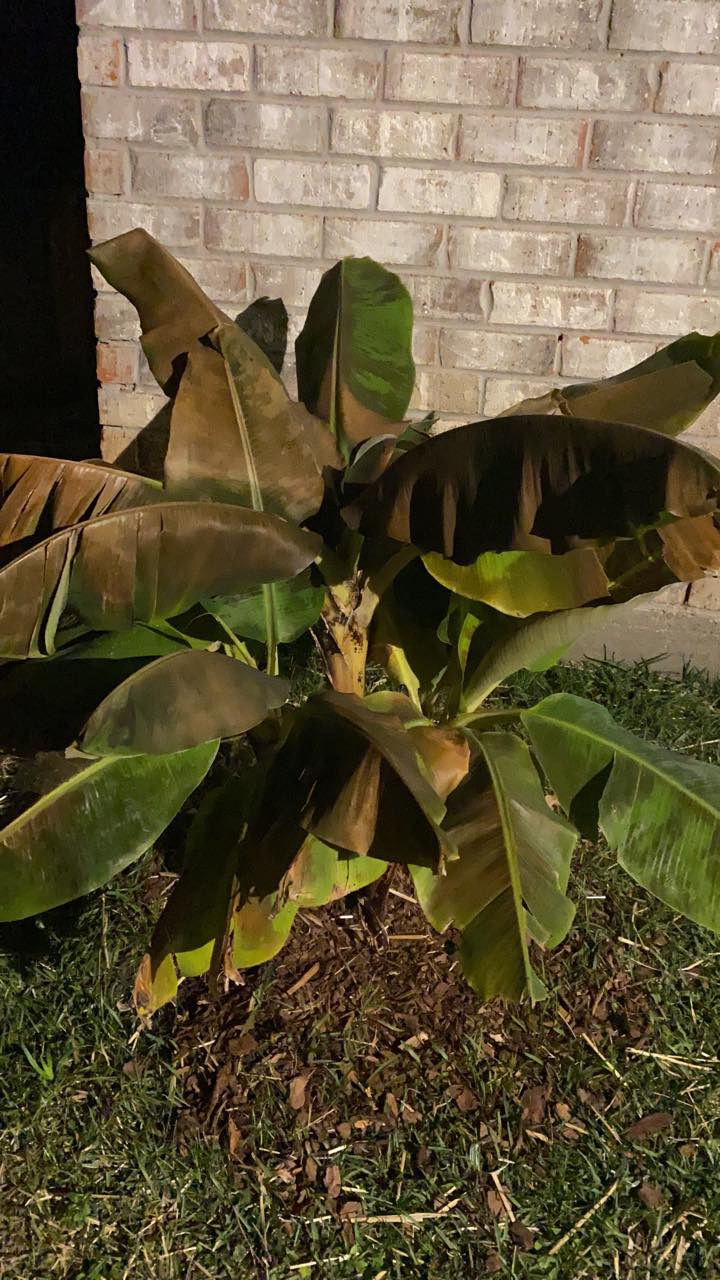 How to revive brown banana tree leaves after cold temperature change?