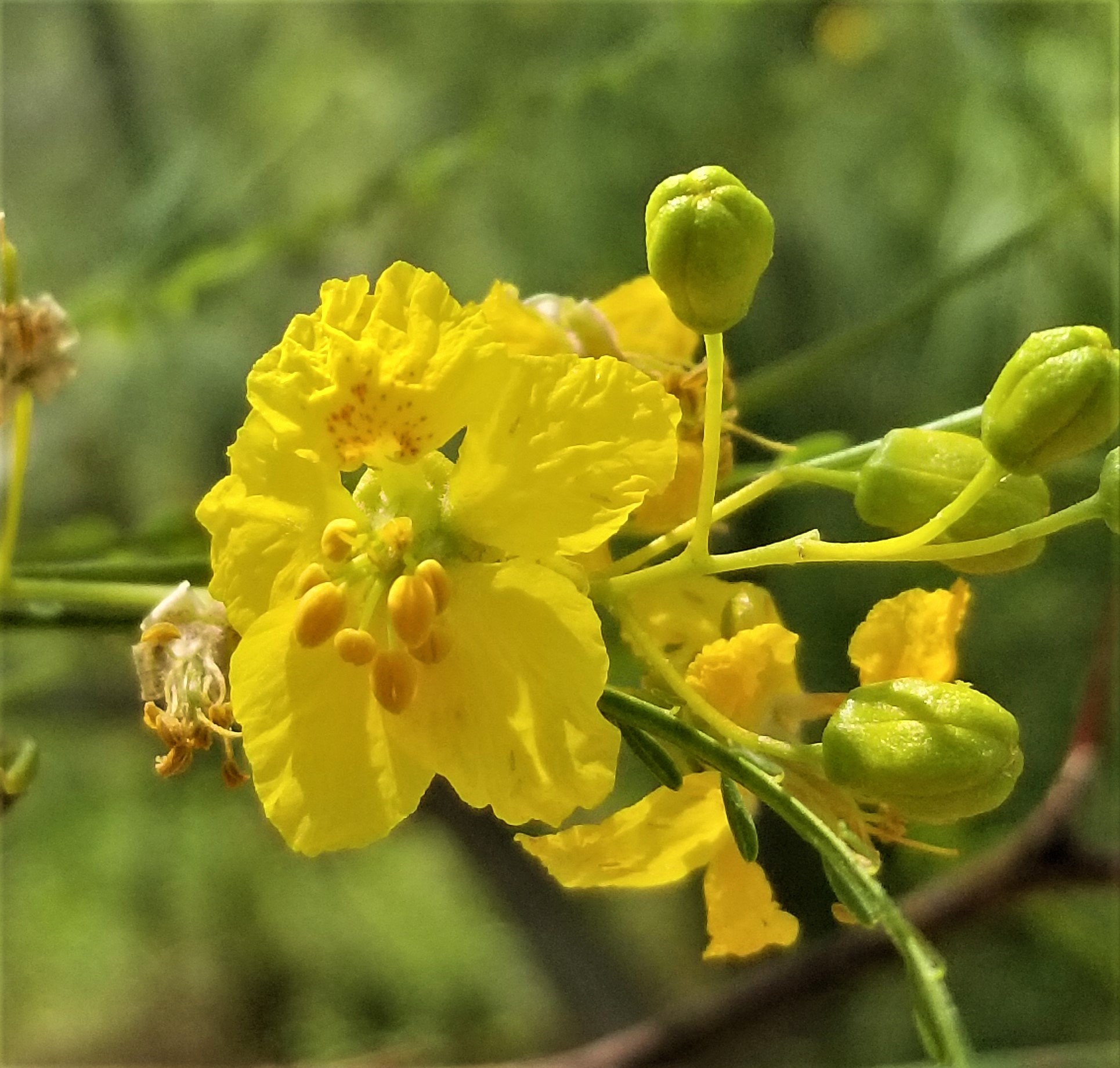South Texas Botanical Gardens & Nature Center - RETAMA, a small NATIVE ...