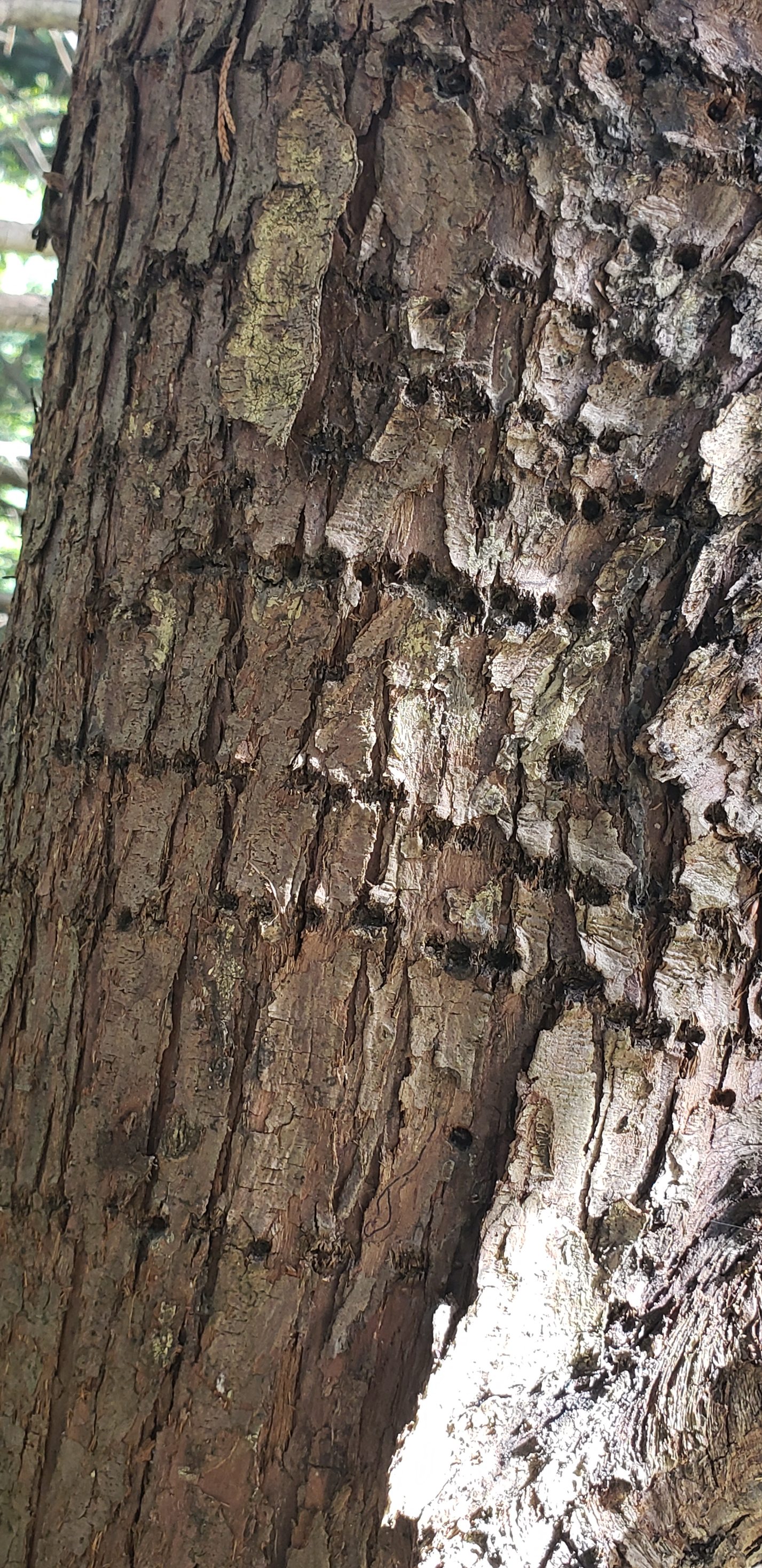 Friends - Here's a piece of awe for you. Remember the holes that ...