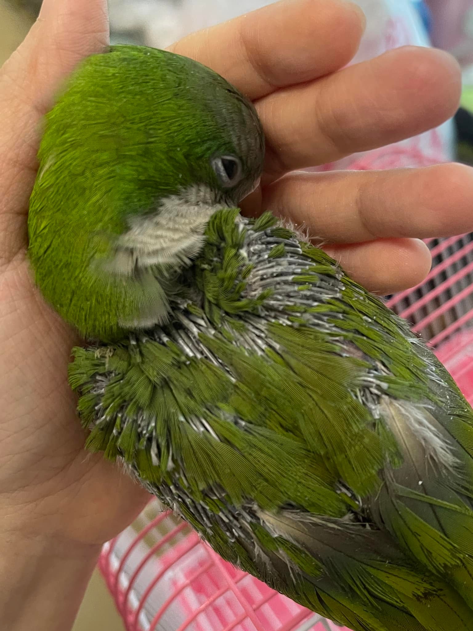 2022/06/27 Update... - Feather Protection - Parrot Rescue | Facebook