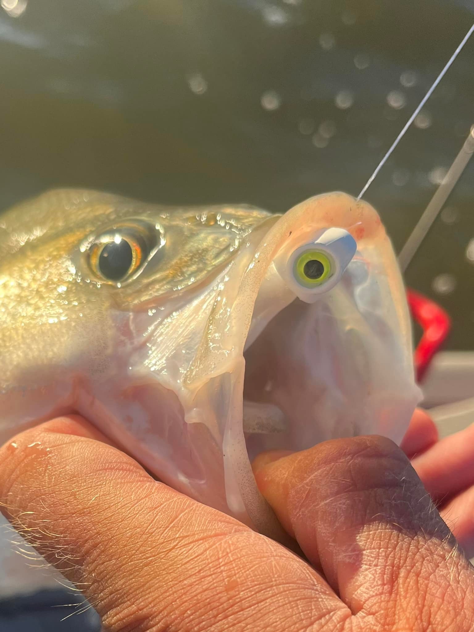 cyclops fishing hook Cyclone Hooks 4-Pack  Corkscrew Bait Keeper Hooks for Soft Plastics & Swimbaits  UrbanFloridaFishing What This Pack Is A premium tungsten bead pack for tying nymphs and small streamers where you want your flies to sink fast and get into the strike zone Cyclops Swing Jigs | Bird