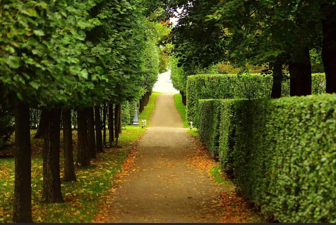 PSD Tree Experts | Point Pleasant NJ