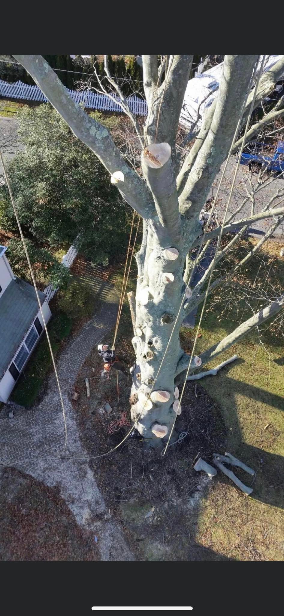 PSD Tree Experts | Point Pleasant NJ