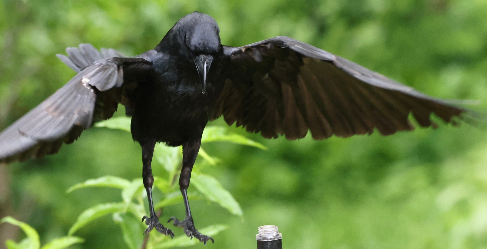June's Backyard - This wasn't the Crow post I thought I...