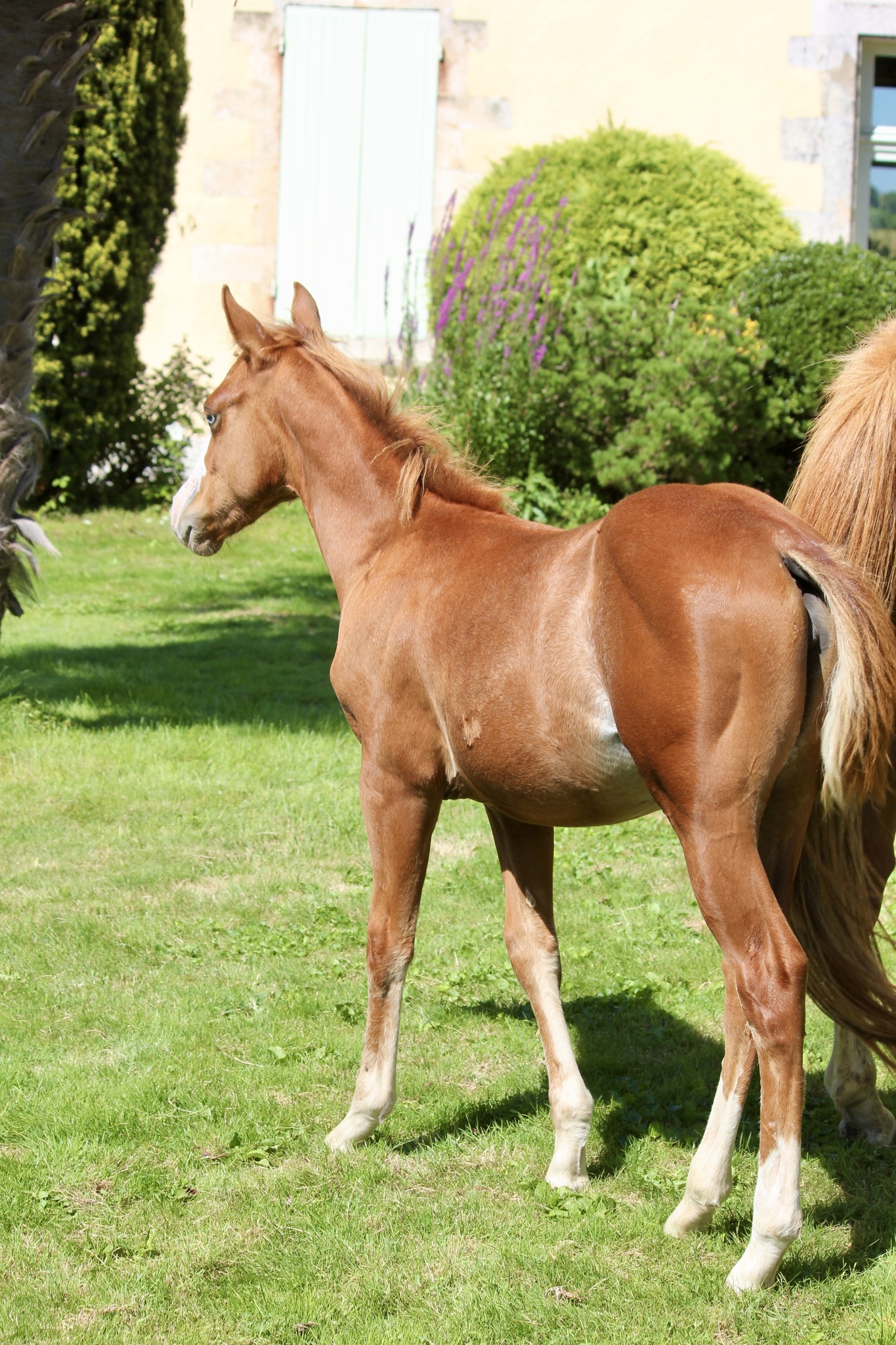 Red Apple Ranch | Clavette