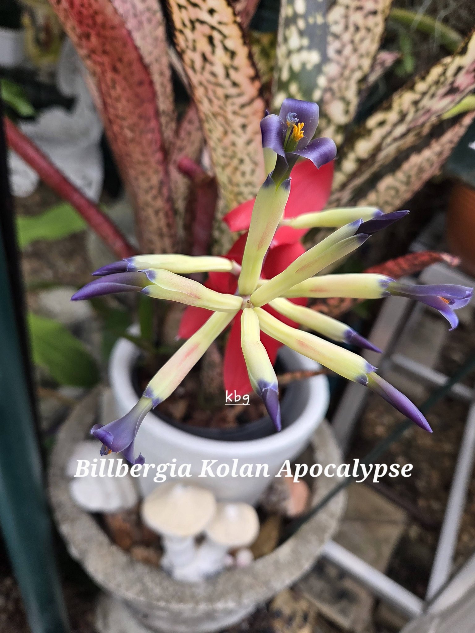 Billbergia Kolan Apocalypse in flower atm 💜💚💜