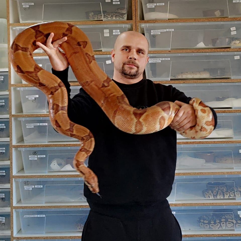 PYTON ZIELONY - Morelia virdis Sklep Varan #greenpython #moreliaviridis ...
