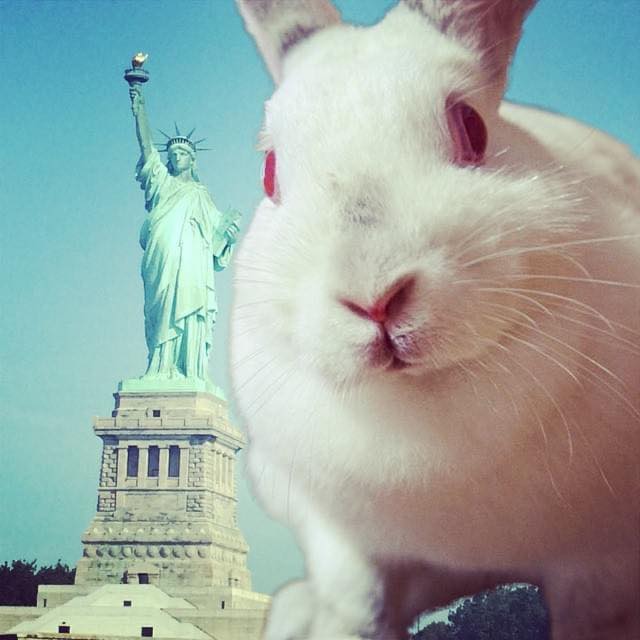 舊照片。 - Adele the Rabbit