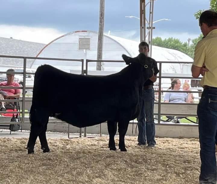 Fun day at the... - R&K Simmental - Hauswirth Family | Facebook