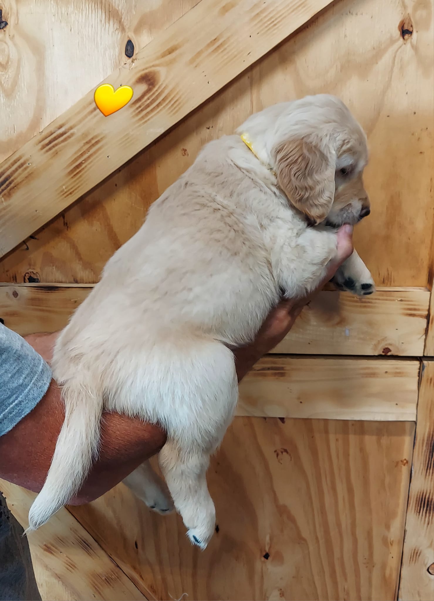 Rafter A Golden Retrievers | Norwich KS