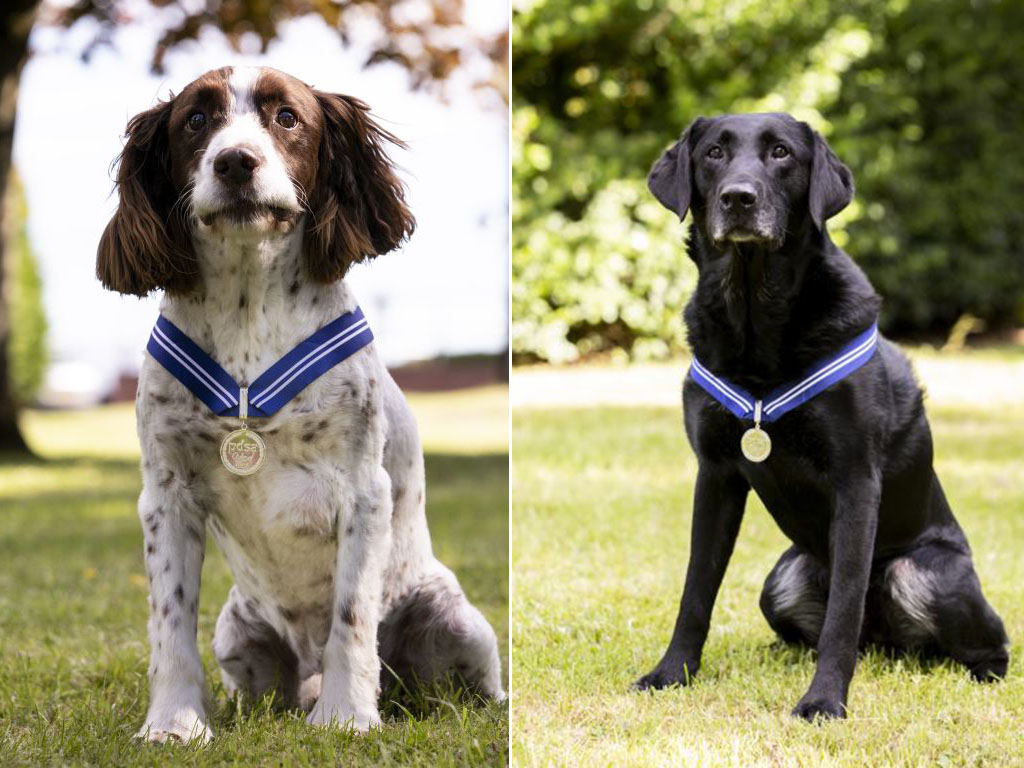 Two RAF Military Working Dogs have... - Veterans' Foundation | Facebook