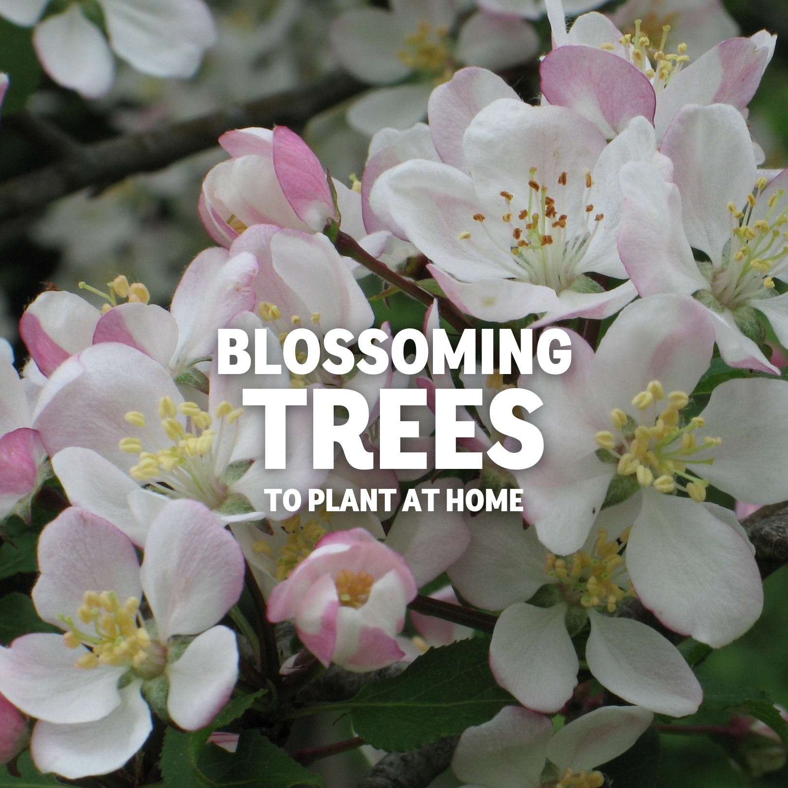 🌸 Blossoming trees to plant at home 🌸... - The Woodland Trust
