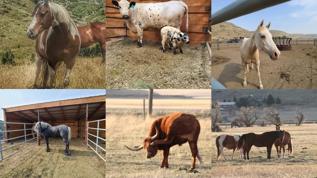 Johnson's Corner Ranch | Sand Coulee MT