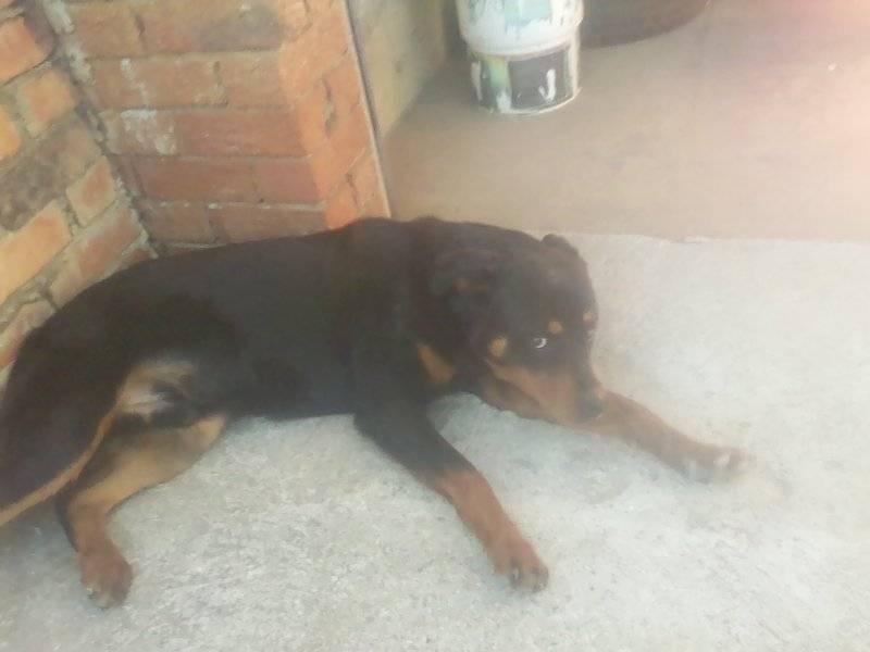 Virginia rottweiler club