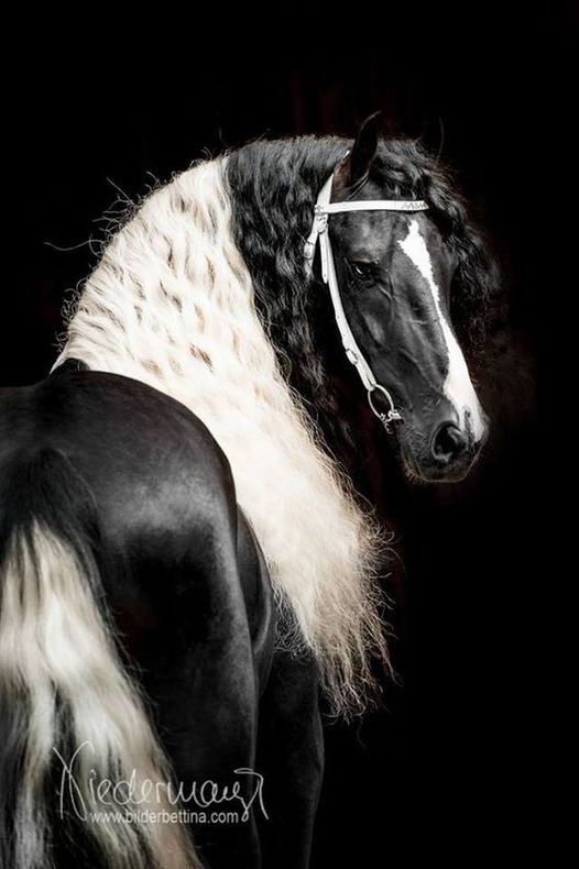 barock-pinto-horses