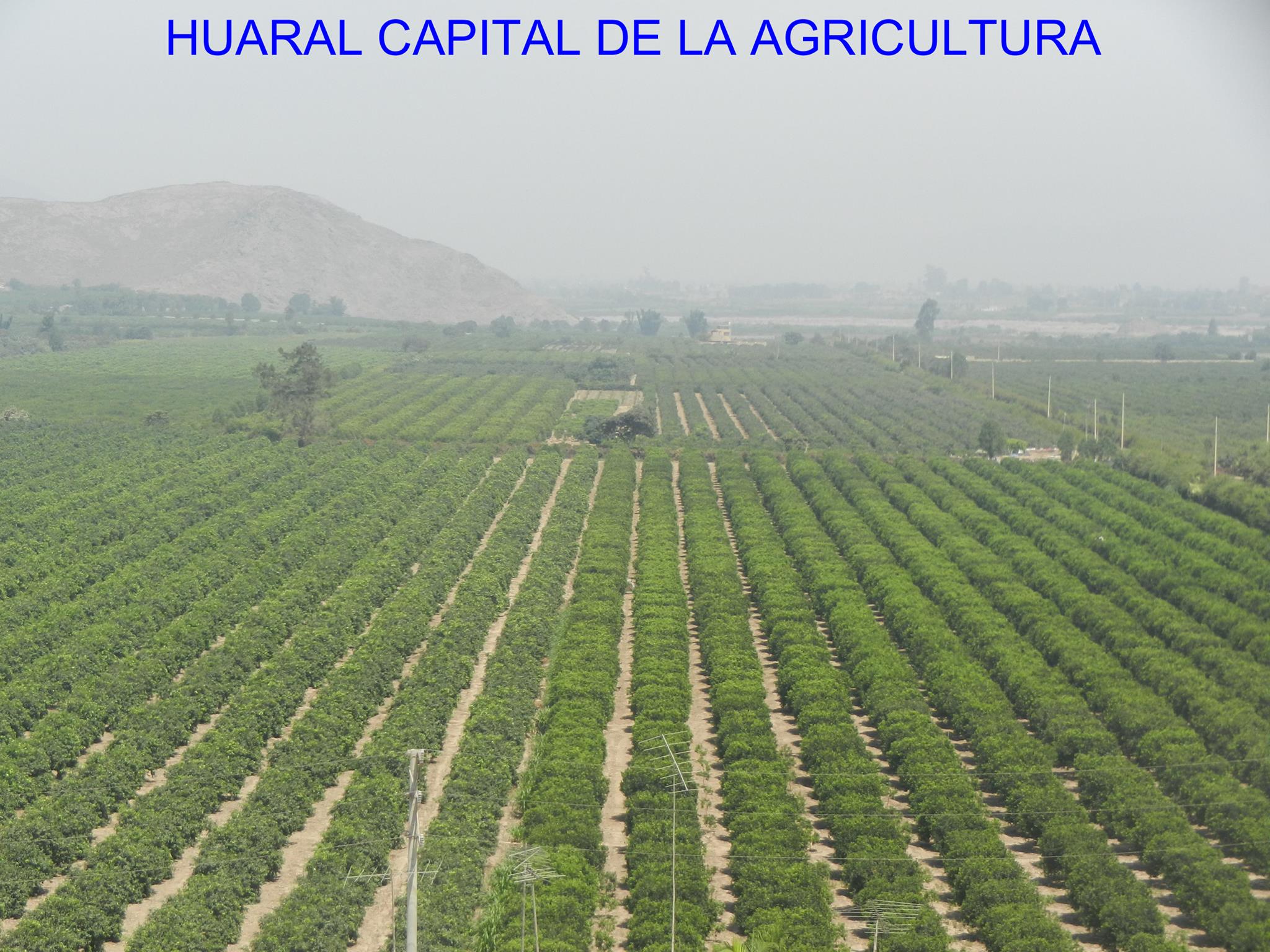 🟢En la costa, sierra y... - Huaral Capital de la Agricultura
