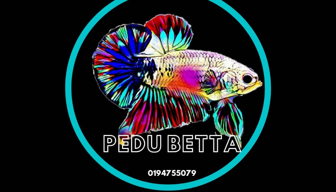 Pedu Betta
