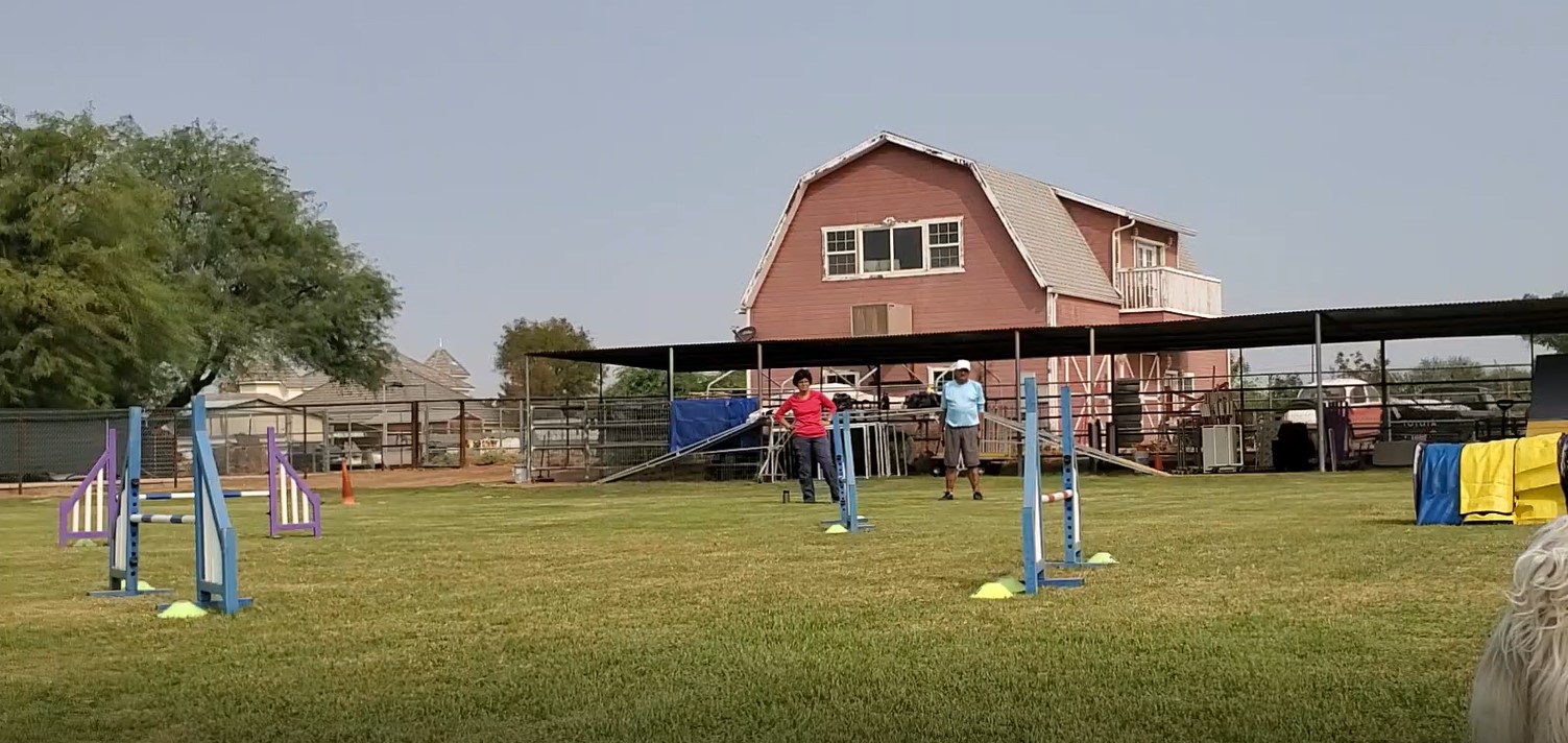 My Agility Courses added a new photo. - My Agility Courses