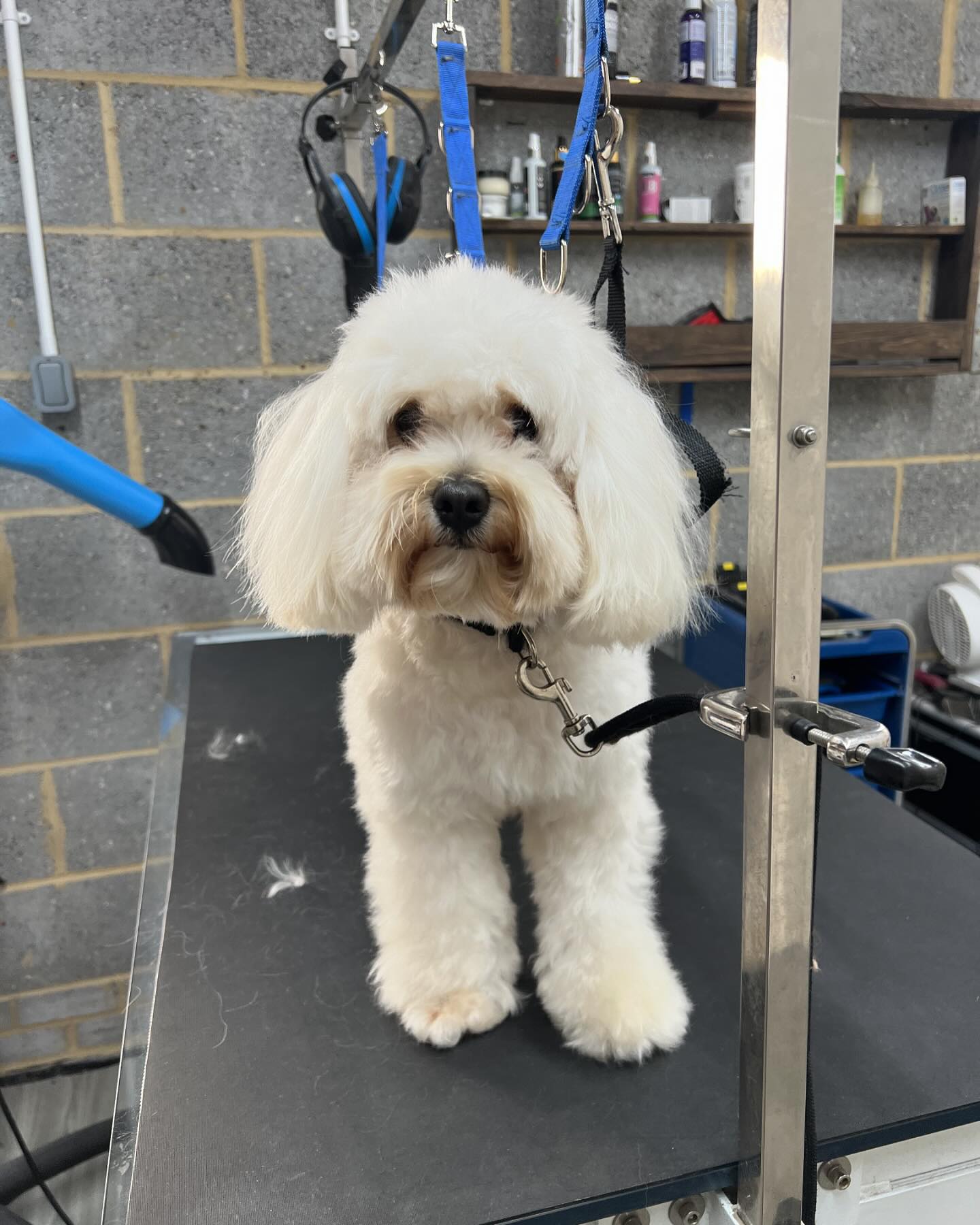 Dapper Dogs Grooming Parlour | Sevenoaks