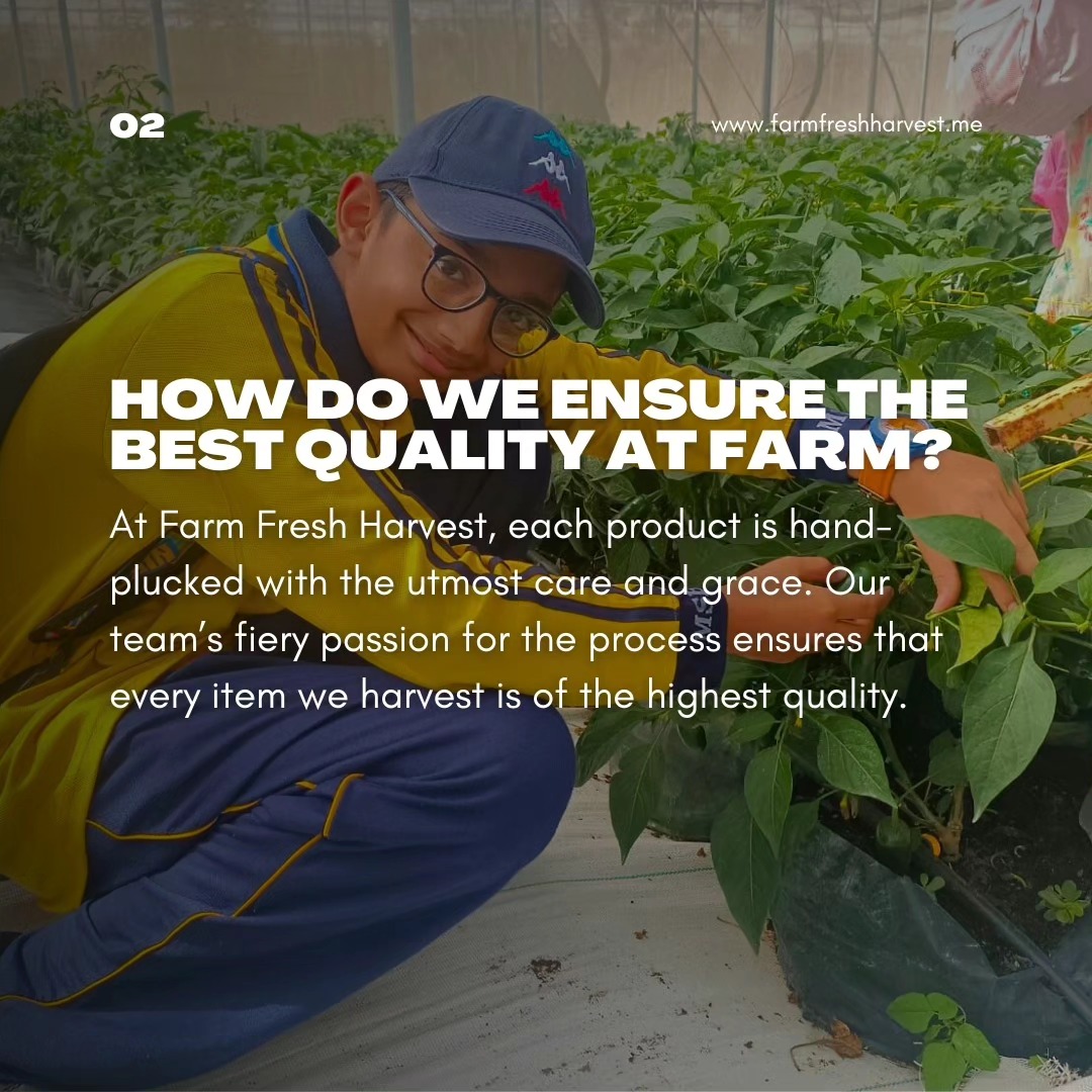 Farm Fresh Harvest | Ras al-Khaimah